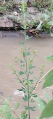 Genista monspessulana