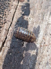 Armadillidium pictum