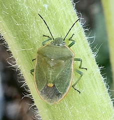 Chlorochroa uhleri