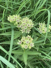 Asclepias viridis