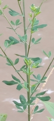 Genista monspessulana