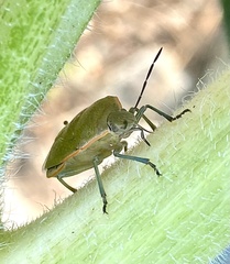 Chlorochroa uhleri