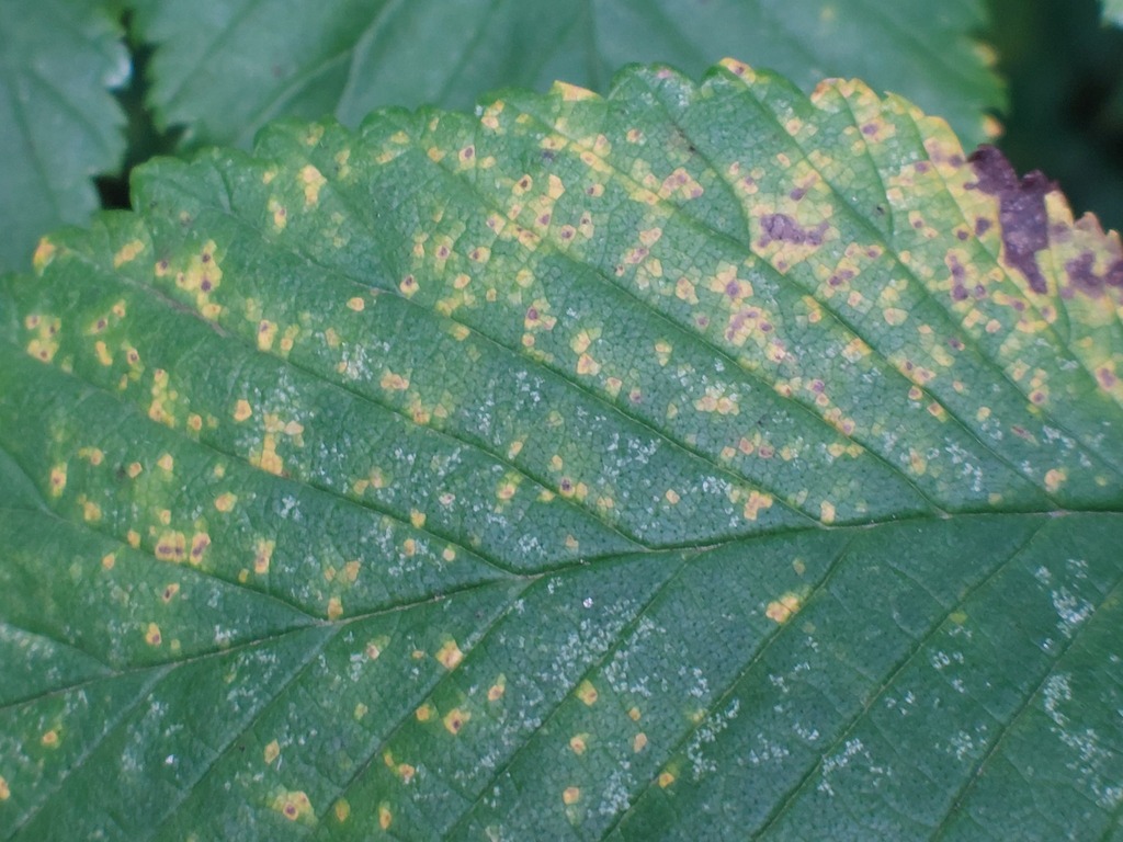 Aceria ulmi
