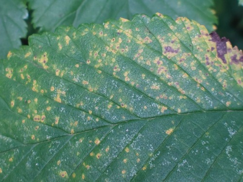 Aceria ulmi