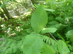 Ulmus americana