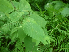 Ulmus americana