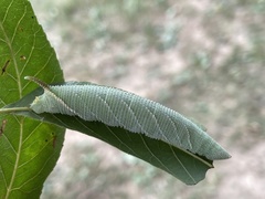 Amorpha juglandis