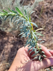 Euphorbia seguieriana