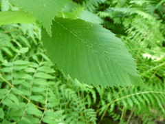 Ulmus americana