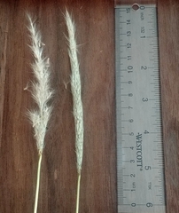 Bothriochloa longipaniculata