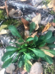 Solidago virgaurea