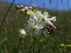 Filipendula vulgaris