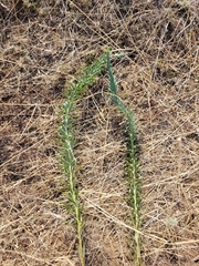 Euphorbia seguieriana