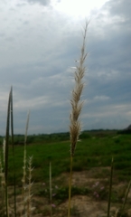 Bothriochloa longipaniculata