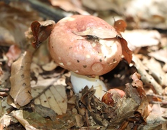 Russula paludosa