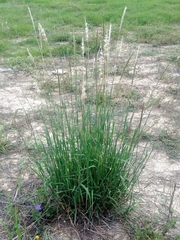 Bothriochloa longipaniculata