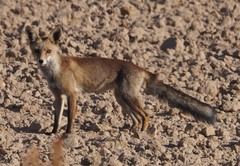 Vulpes vulpes silacea