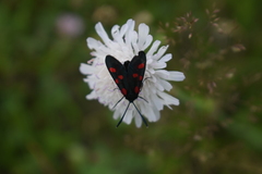 Zygaena angelicae