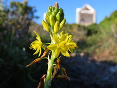 Bulbine annua