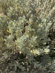 Artemisia frigida