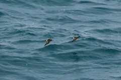 Calidris maritima
