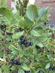 Aronia melanocarpa
