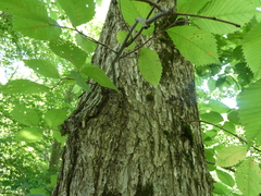 Ulmus americana