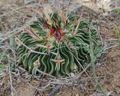 Echinofossulocactus