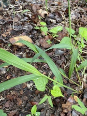 Setaria scheelei