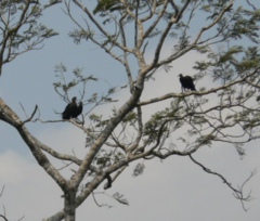 Cathartes melambrotus