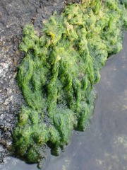 Cladophora glomerata