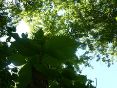 Ulmus americana