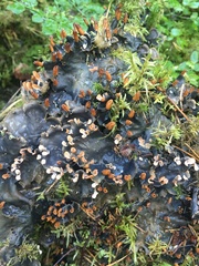 Peltigera membranacea