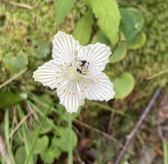 Parnassia asarifolia