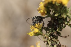 Perarthrus vittatus