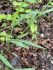 Setaria scheelei