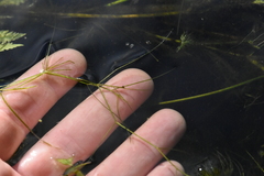 Potamogeton trichoides