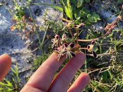 Pelargonium triste