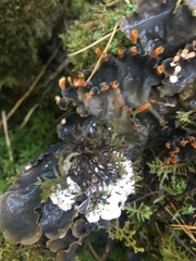 Peltigera membranacea