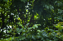 Forpus conspicillatus