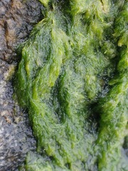 Cladophora glomerata