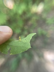 Celticecis aciculata