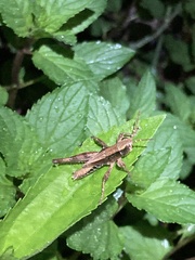 Dichromorpha viridis