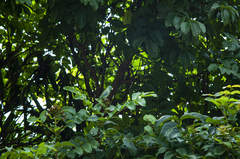 Forpus conspicillatus