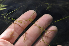 Potamogeton trichoides