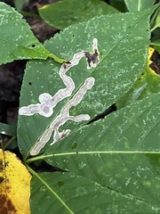 Nepticuloidea
