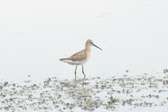 Calidris himantopus
