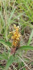 Cuscuta campestris