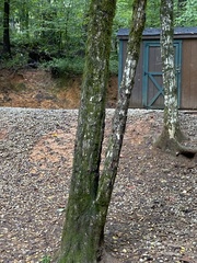 Carpinus caroliniana