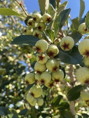 Crataegus crus-galli